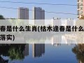 枯木逢春是什么生肖(枯木逢春是什么生肖成语答案落实)